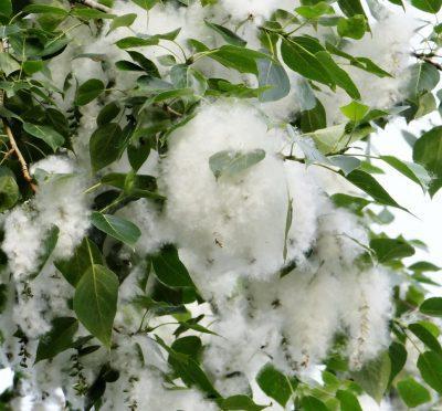 Тополиный пух