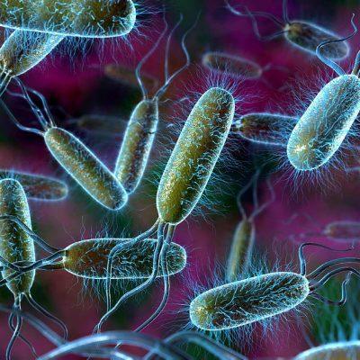 Палочка Коха