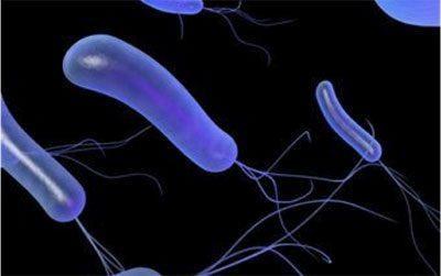 Синегнойная палочка