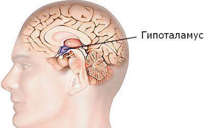 Расположение гипотоламуса