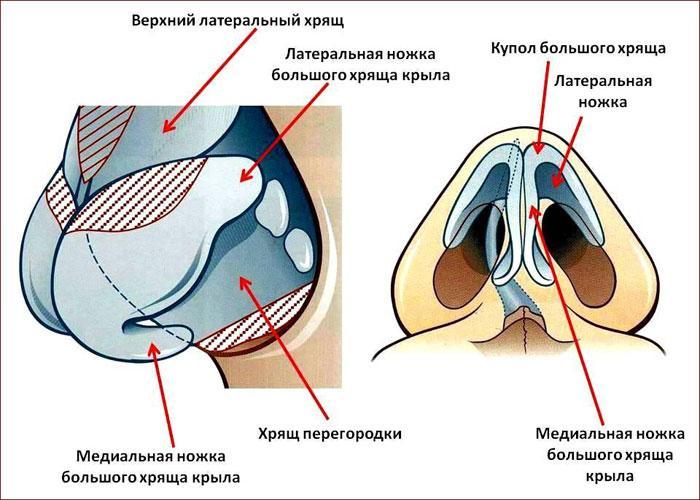 Строение кончика носа