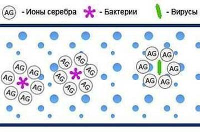 Действие протаргола