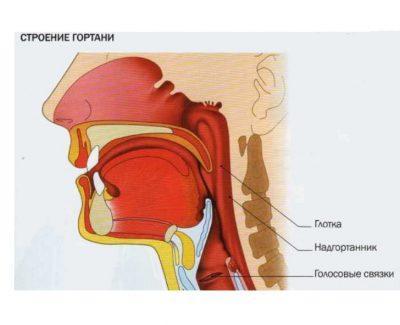 Голосовые связки