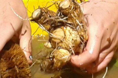 Сбор корней девясила