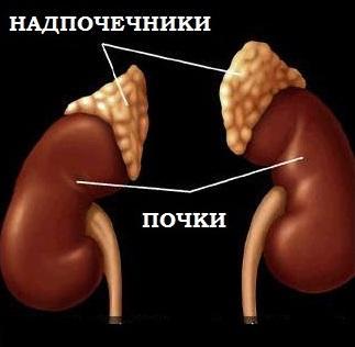 Надпочечники