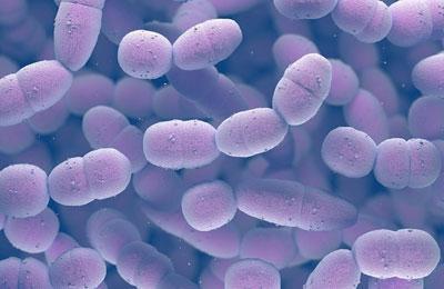 Пневмококк под микроскопом