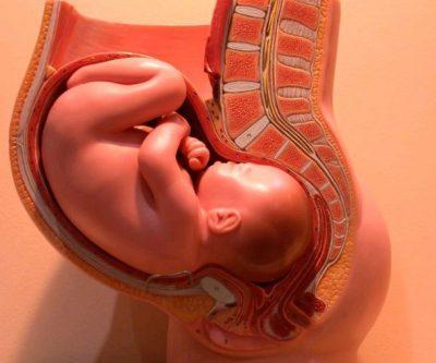 Ребенок в утробе